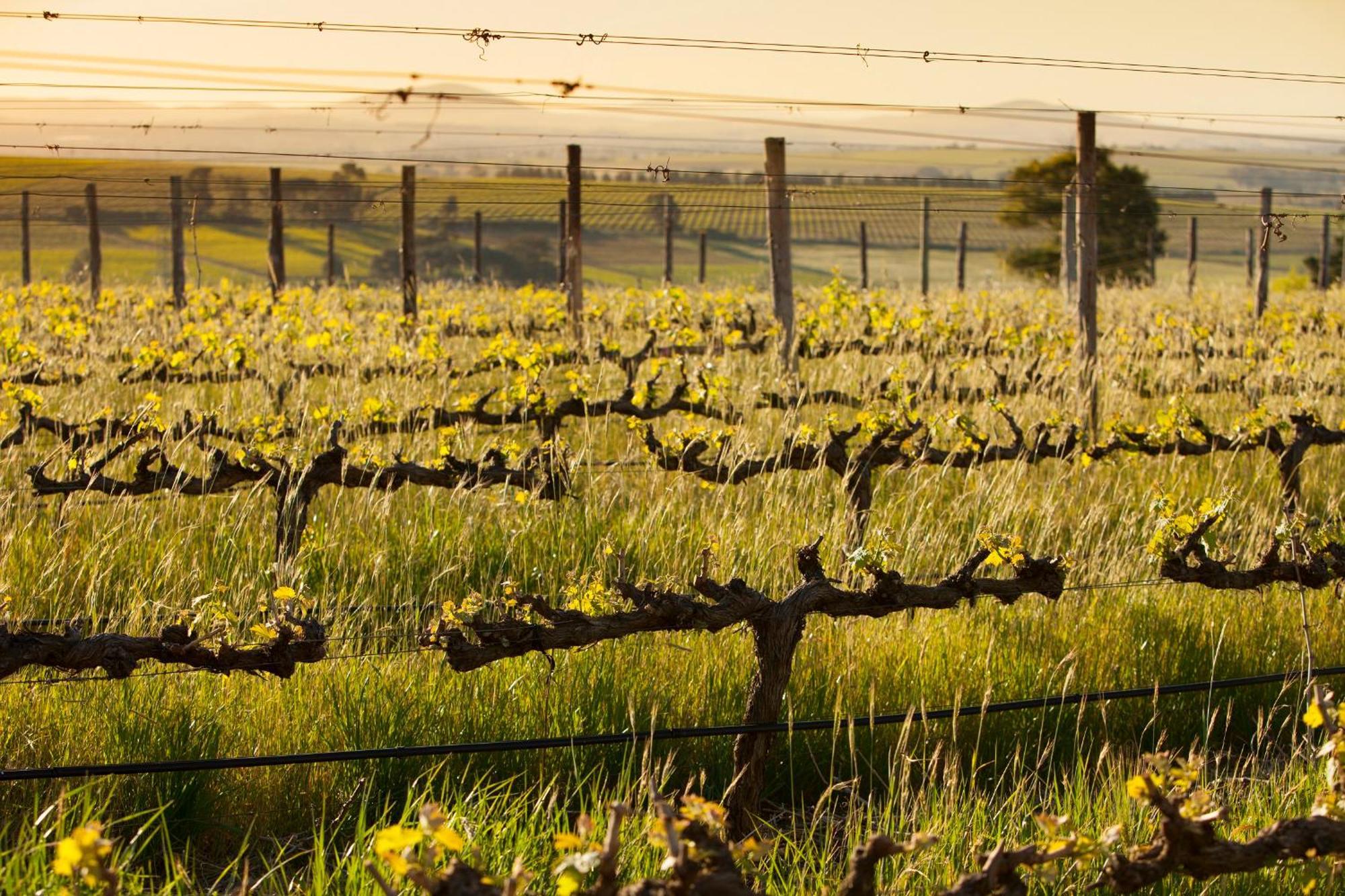Domaine Coutelier Apartman Stellenbosch Kültér fotó