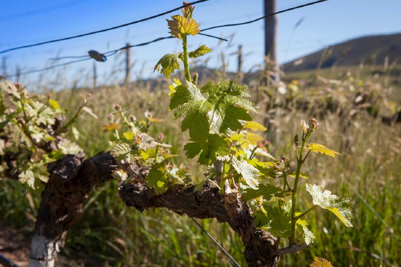 Domaine Coutelier Apartman Stellenbosch Kültér fotó