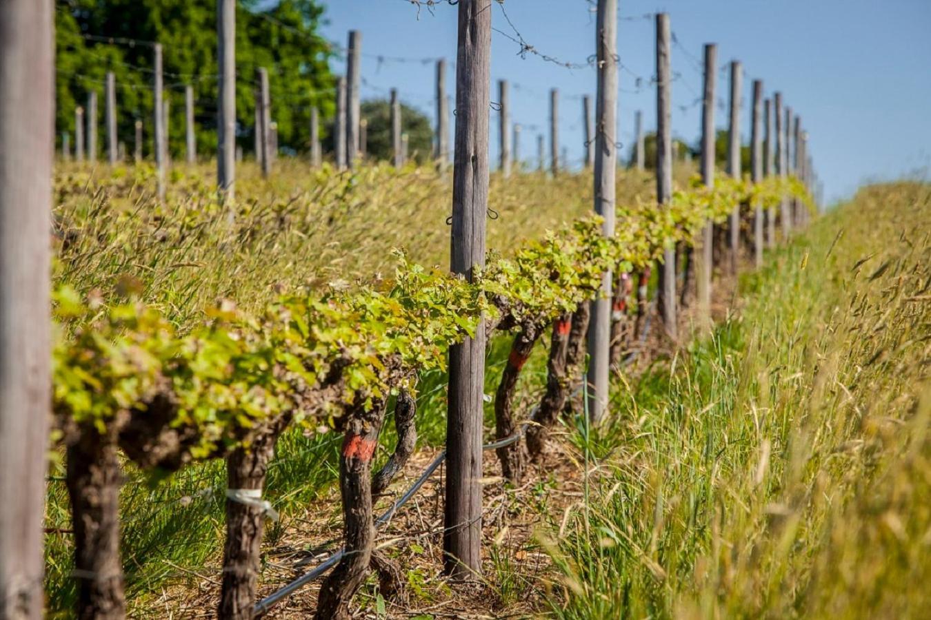 Domaine Coutelier Apartman Stellenbosch Kültér fotó