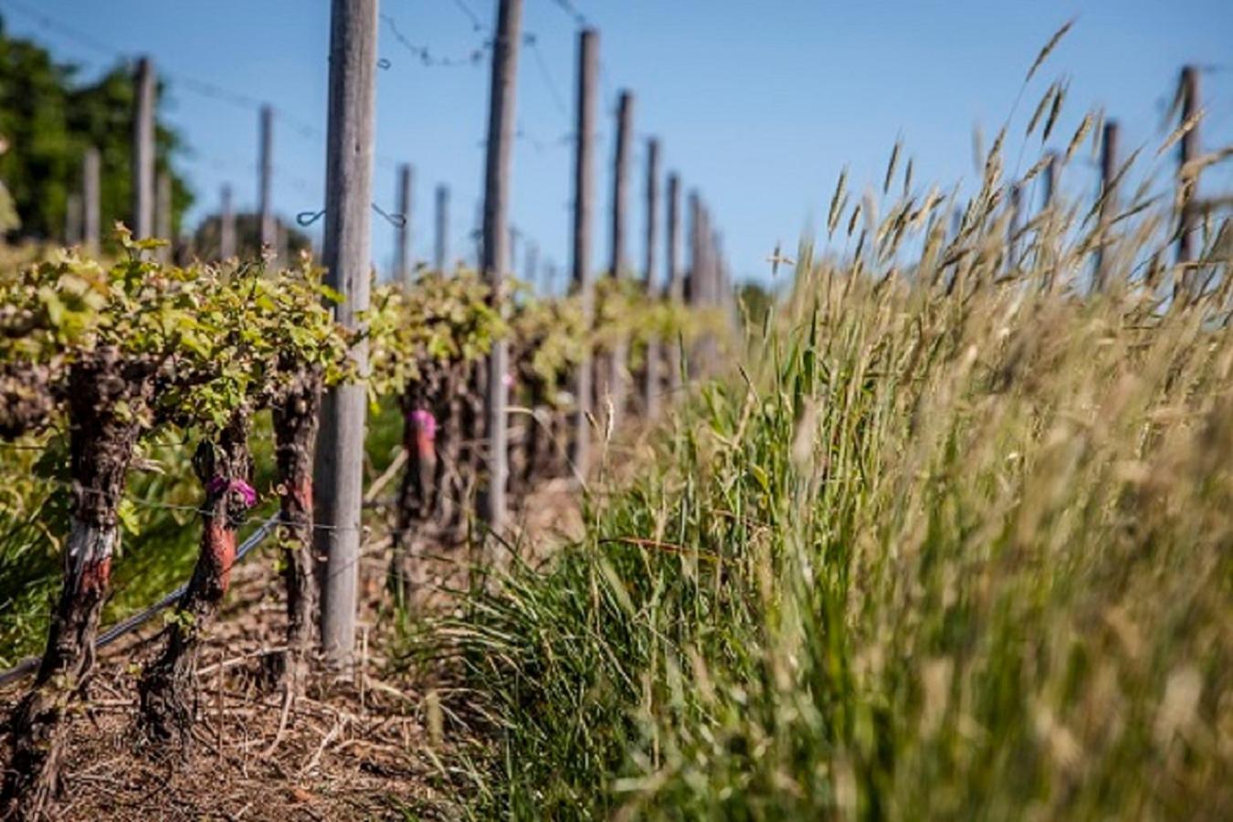 Domaine Coutelier Apartman Stellenbosch Kültér fotó
