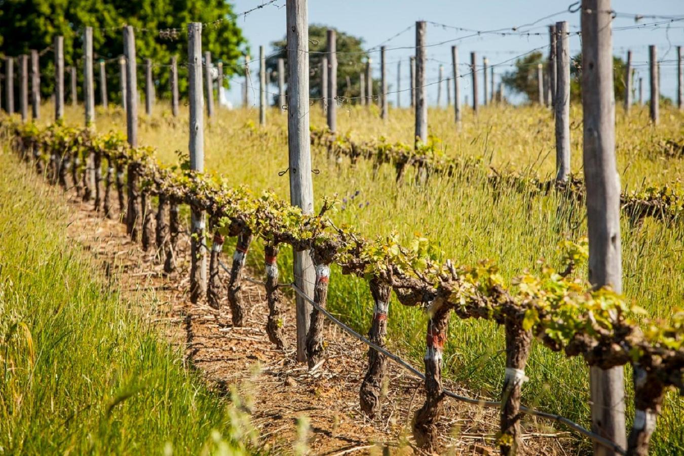 Domaine Coutelier Apartman Stellenbosch Kültér fotó